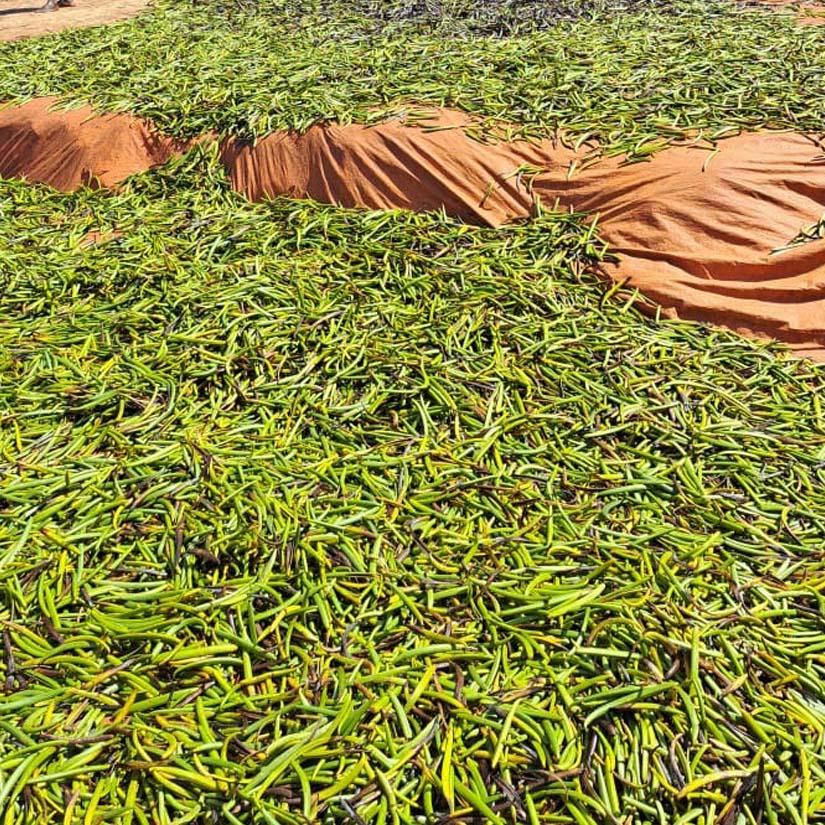 10 Reasons Why You Should Buy Ugandan Vanilla Beans
