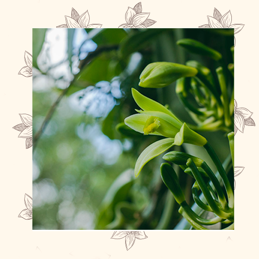 Vanilla bean flower
