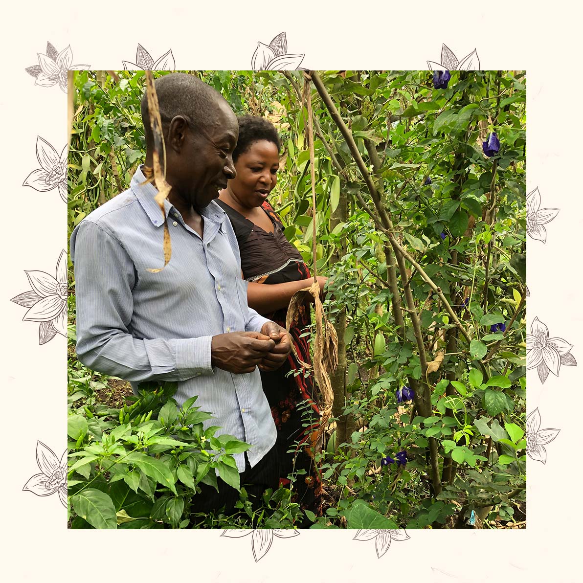 A farmer looks to the farm's vanilla bean plants.