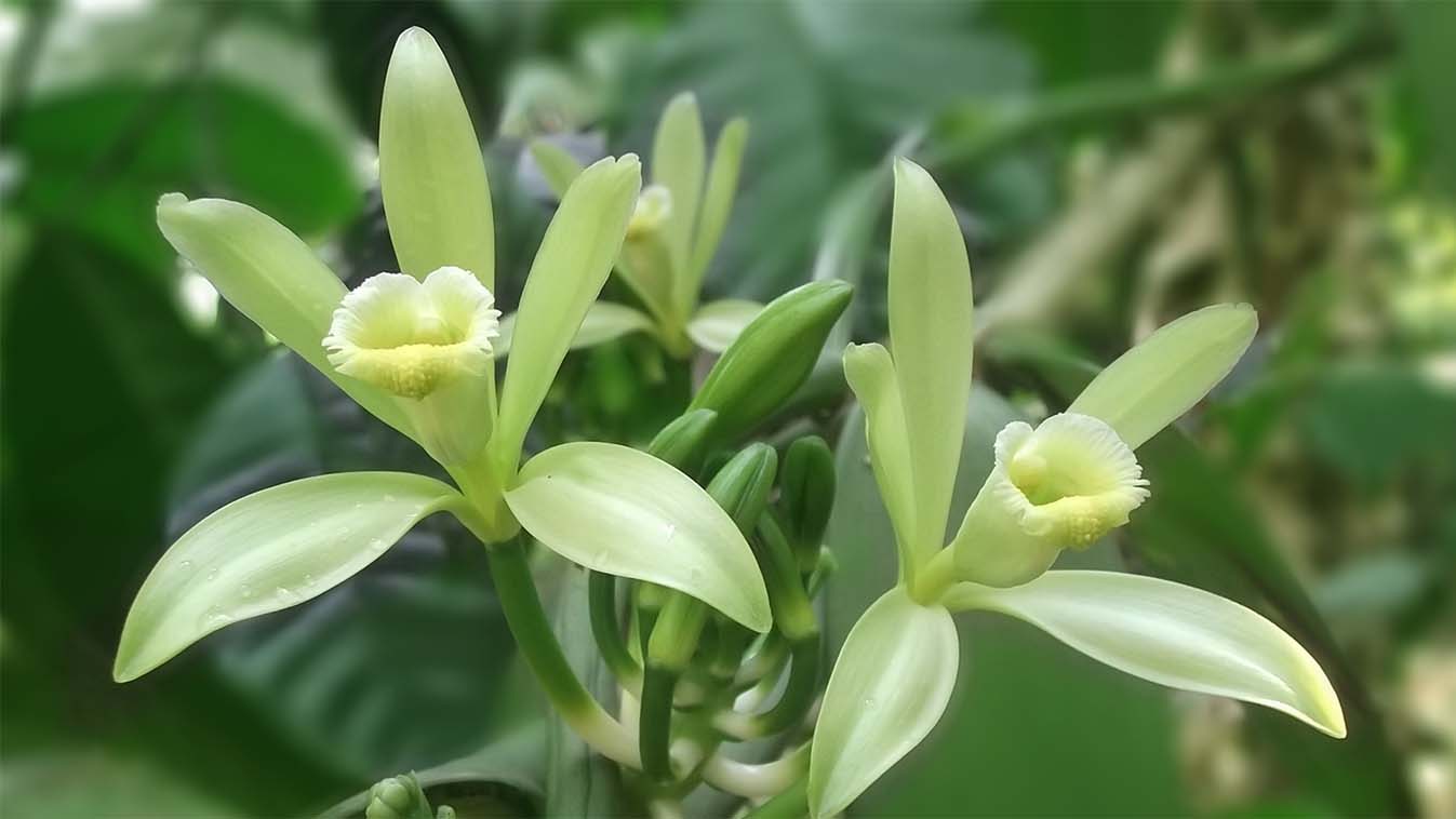A fully opened green vanilla flower in bloom
