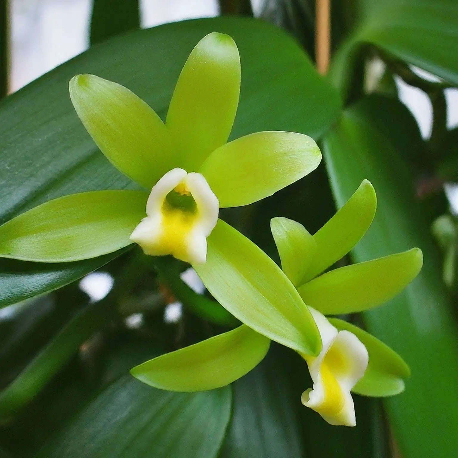 Open organic vanilla flower in a green color showing beauty of vanilla blooming
