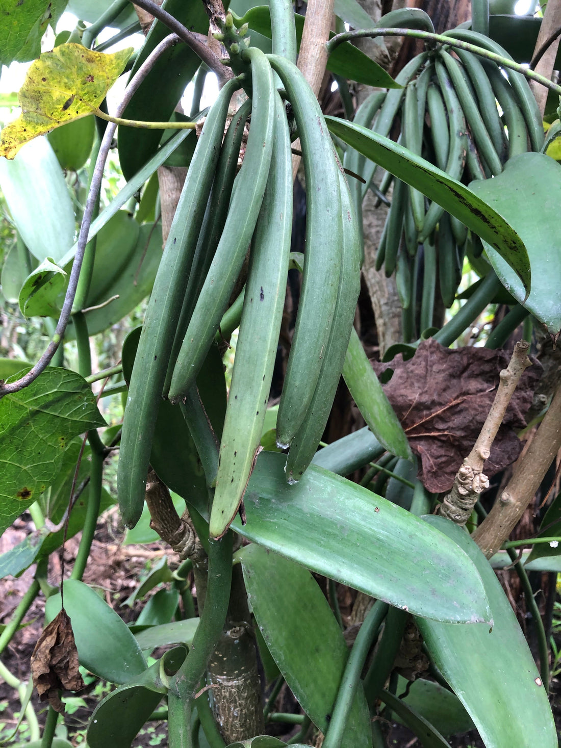 The Versatile and Exquisite World of Vanilla Beans: Unveiling the Secrets of this Aromatic Ingredient