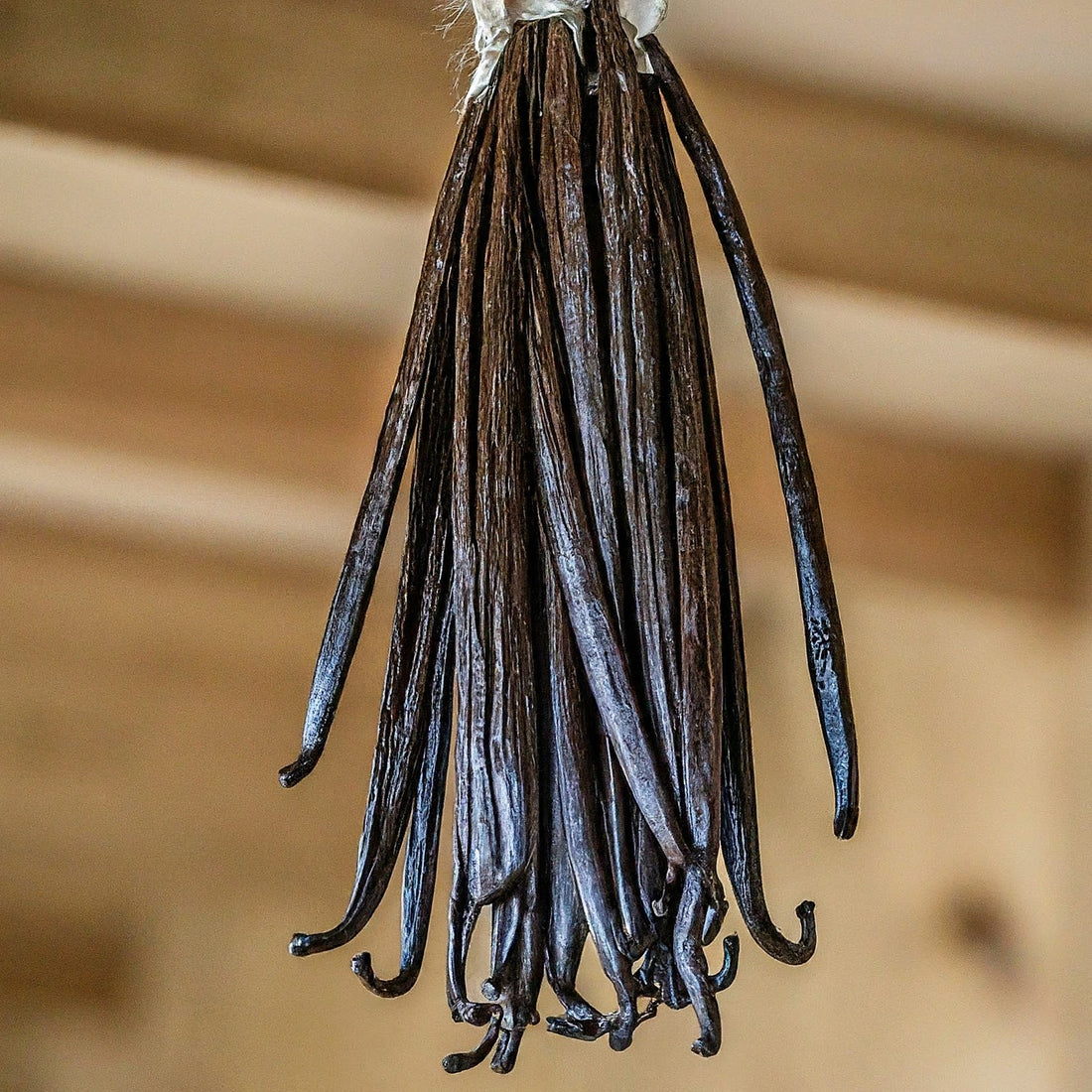 Vanilla: Exploring From Sweet Nostalgia to Versatility