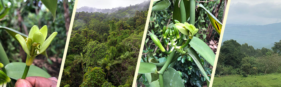 Journey of Vanilla: From Orchid to Bean Explained
