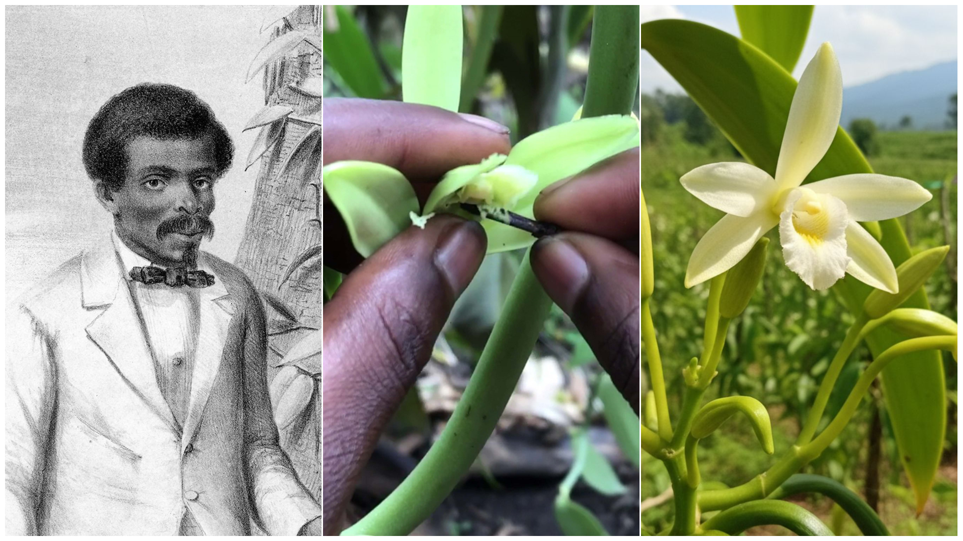 Edmond Albius transformed vanilla