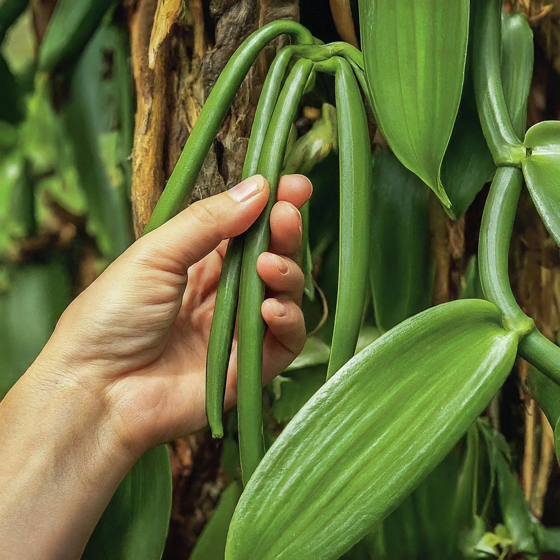 raw green organic vanilla bean plant