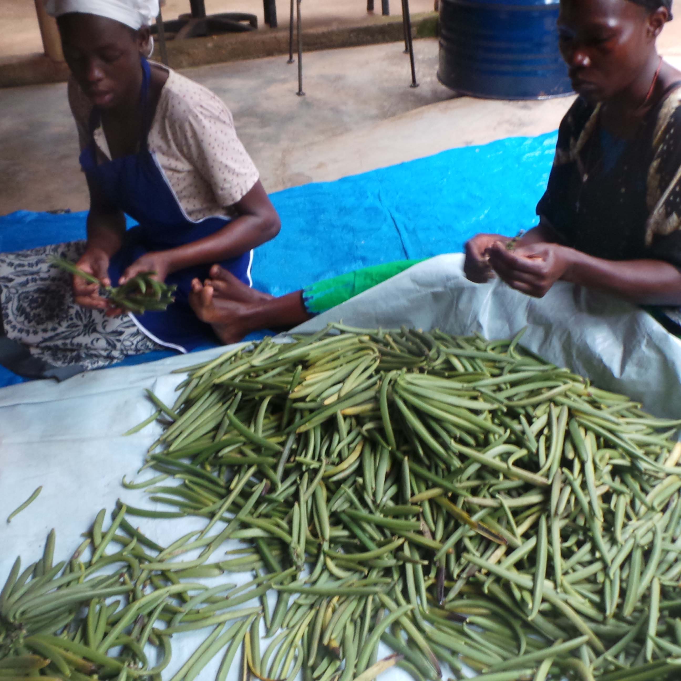 sorting vanilla beans 