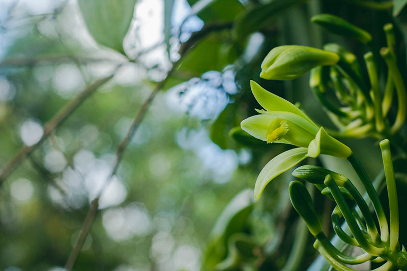 Vanilla Orchid flower