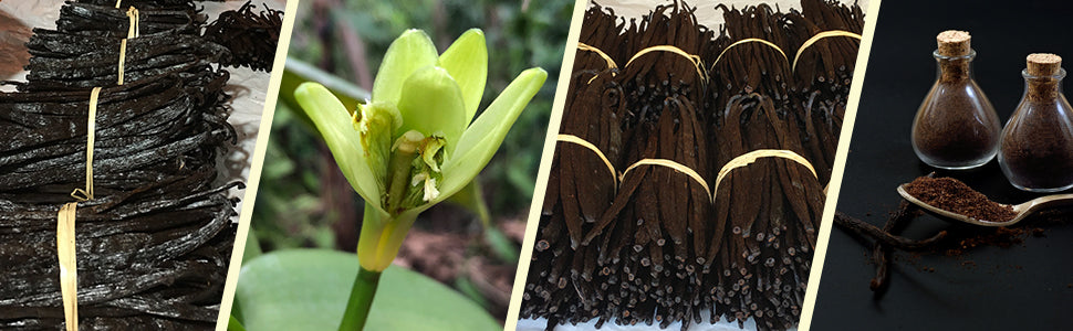 Vanilla beans | Vanilla bean flower | Vanilla bean | vanilla bean powder