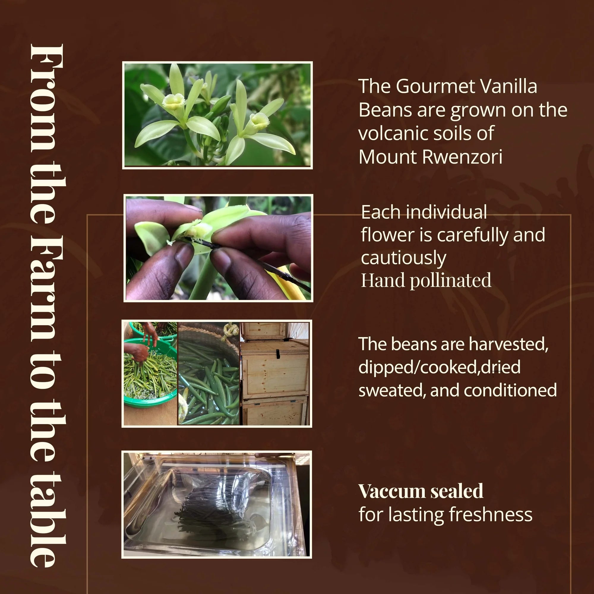 From the Farm to the Table.
- The Gourmet Vanilla Beans are grown on the volcanic soils of Mount Rwenzori. 
- Each individual flower 
Vanilla pods—high-quality, natural vanilla for creating delicious treats—are carefully and cautiously hand-pollinated. 
- The beans are harvested, dipped/cooked, dried, sweated, and conditioned.
- Vacuum sealed for lasting freshness.
