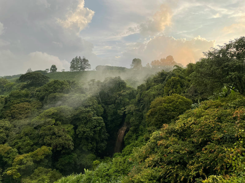 Lush green forest with a rainbow in the background