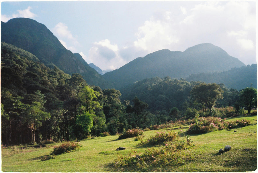 Tahiti vanilla terroir