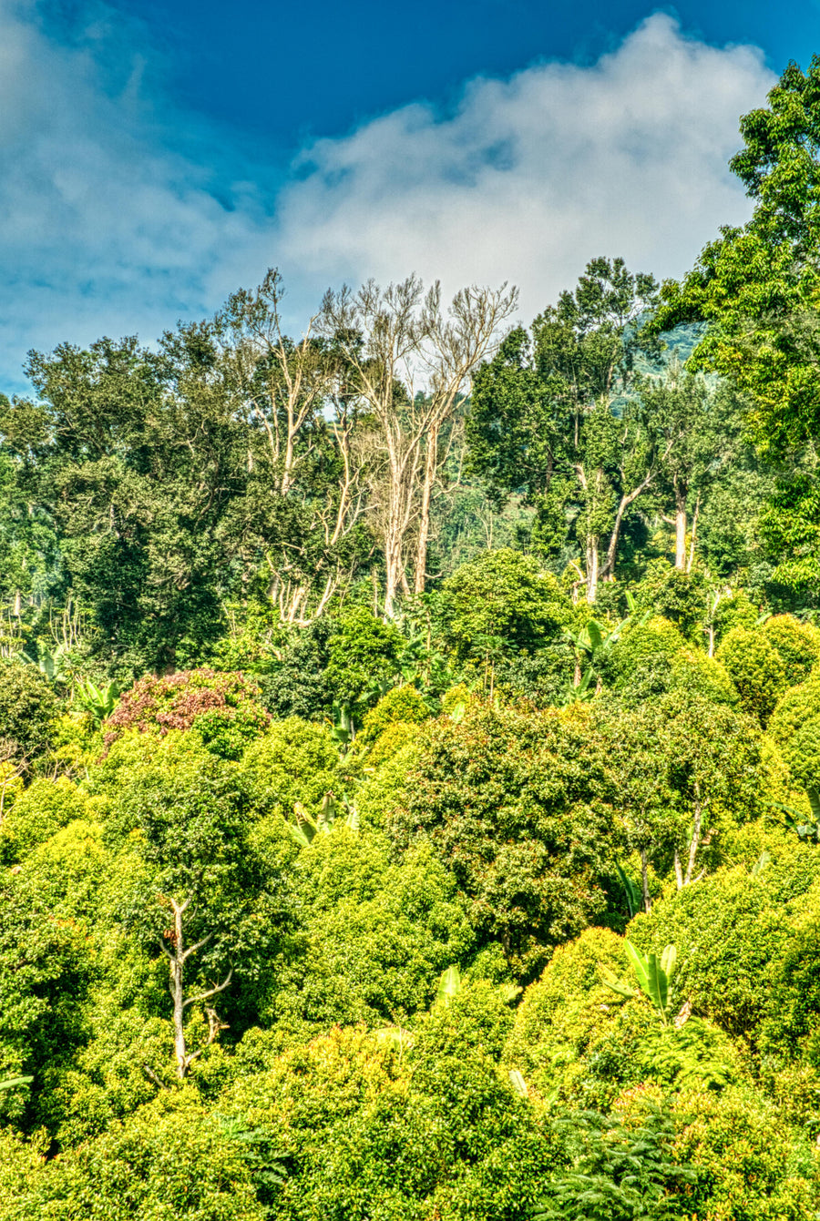 Madagascar vanilla terroir
