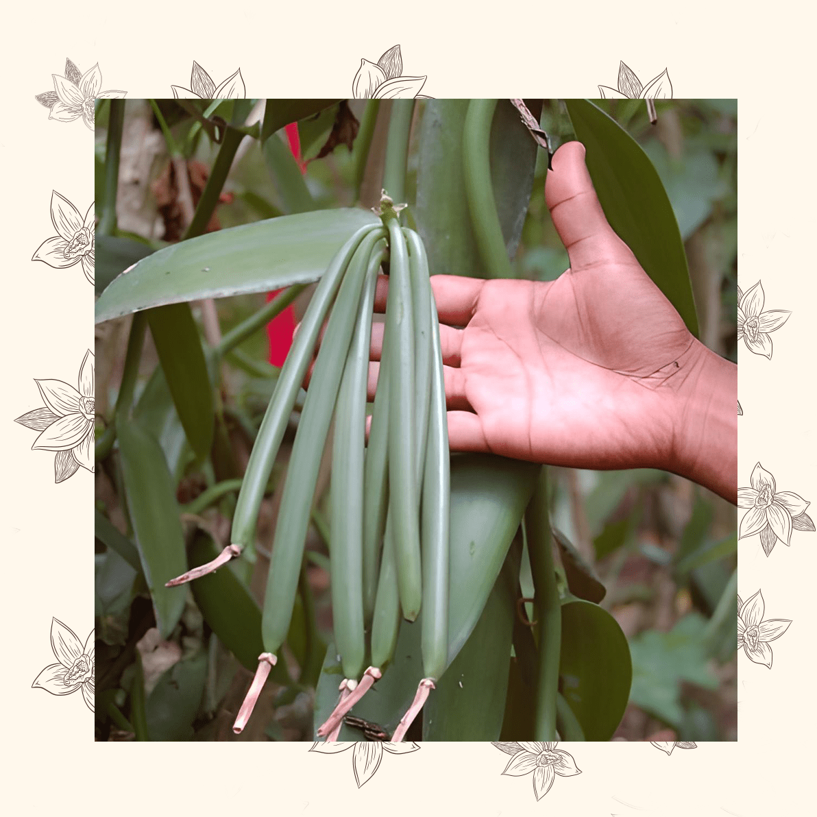 hand-held green organic vanilla bean plant
